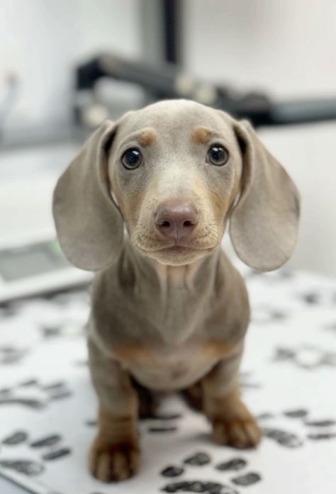 Dachshund pelo largo color Isabella
