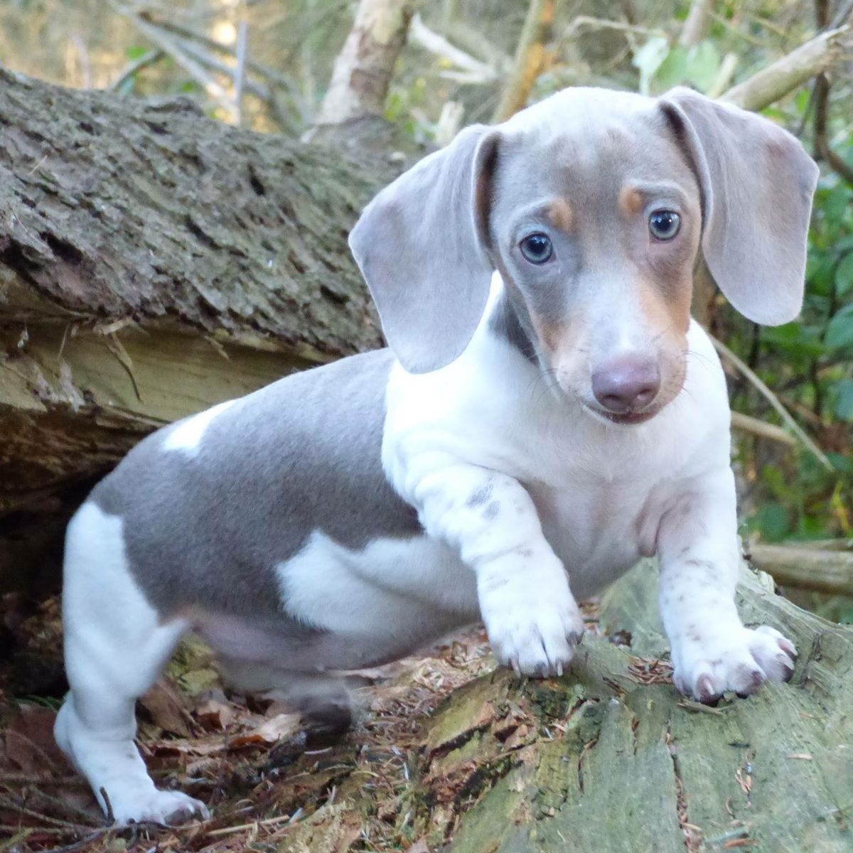 Dachshund pelo largo color Piebald